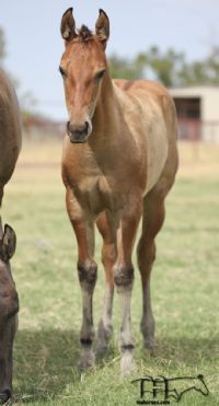 Unregistered 2022 Dun Filly